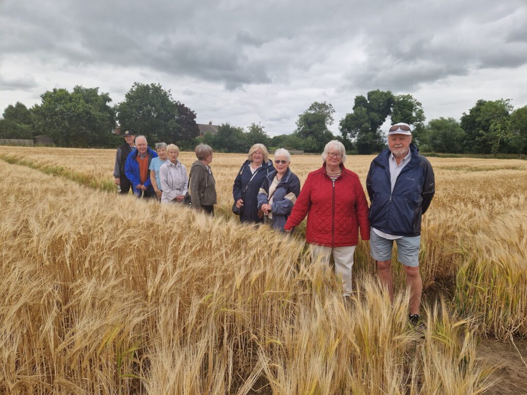 group of walkers walking through a field of wheat